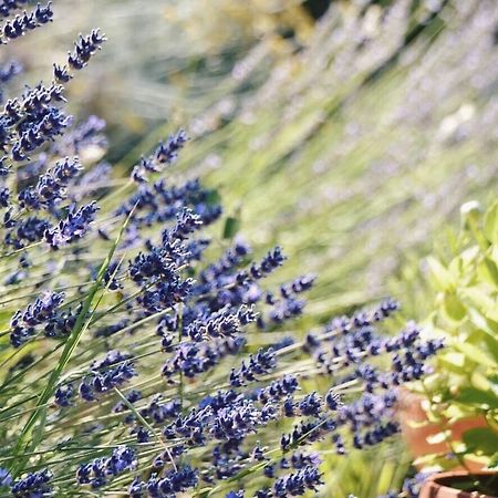 B&B Lavanda e Rosmarino Assisi Exteriör bild
