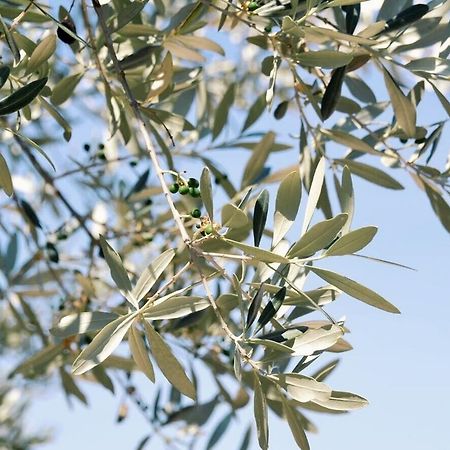 B&B Lavanda e Rosmarino Assisi Exteriör bild