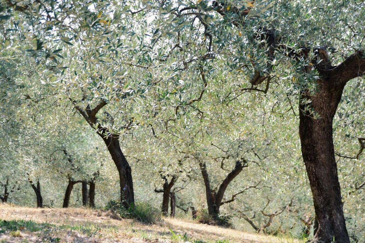 B&B Lavanda e Rosmarino Assisi Exteriör bild