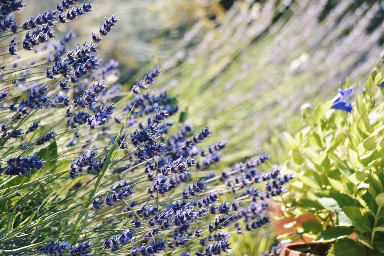 B&B Lavanda e Rosmarino Assisi Exteriör bild