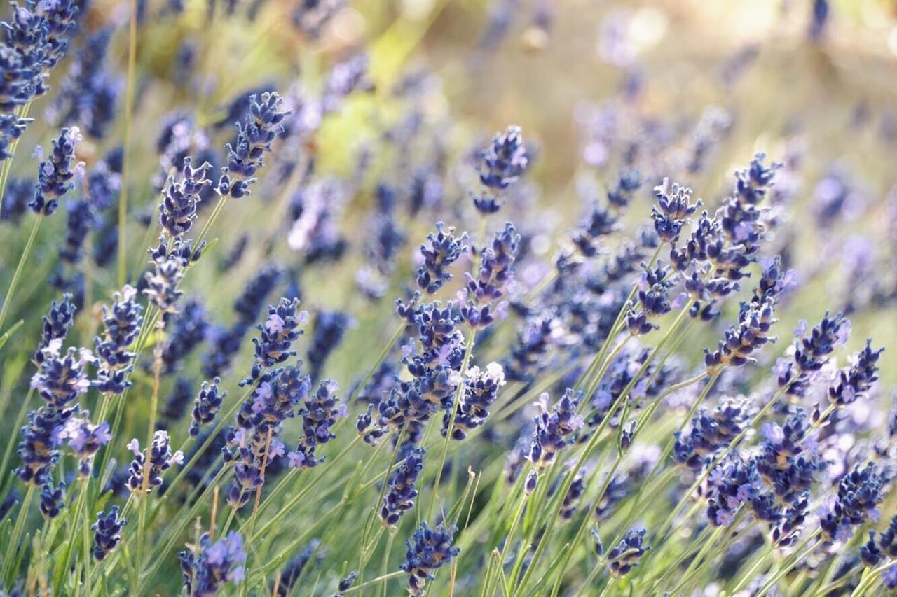 B&B Lavanda e Rosmarino Assisi Exteriör bild